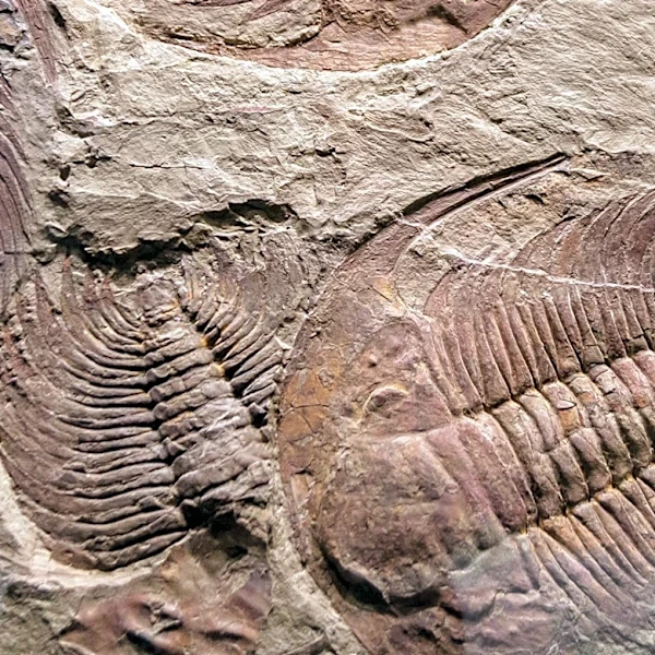 Burgess Shale Continues to Inspire with New Cambrian Fossil Discoveries
