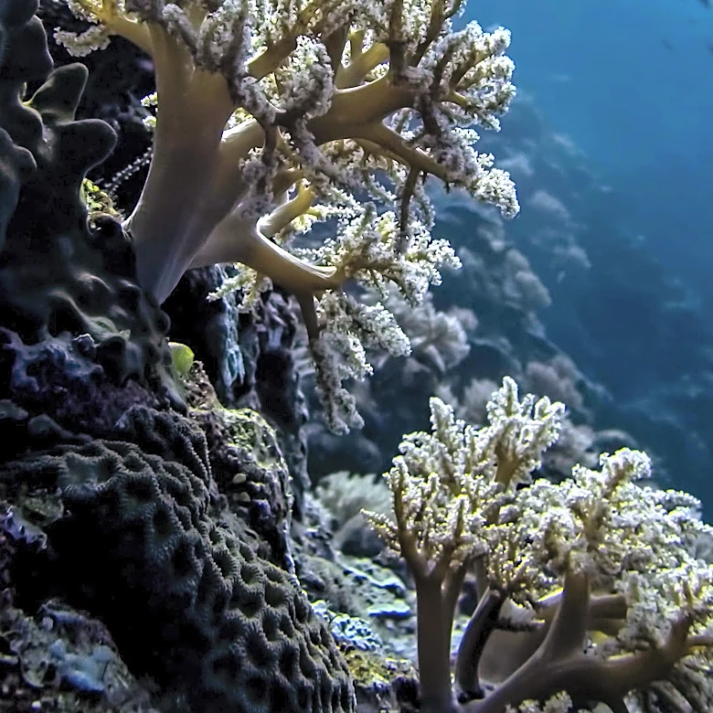 Scientists Warn of Accelerated Coral Bleaching Threatening Global Reef Recovery
