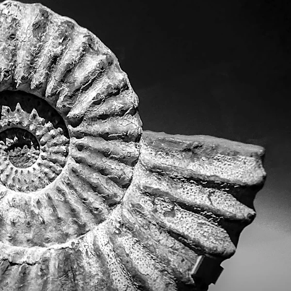 Discovery of Ancient Cephalopod Fossil Sheds Light on Early Evolution