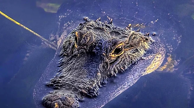 Israeli Court Halts Crocodile Transfer to Prison Amid Animal Welfare Concerns