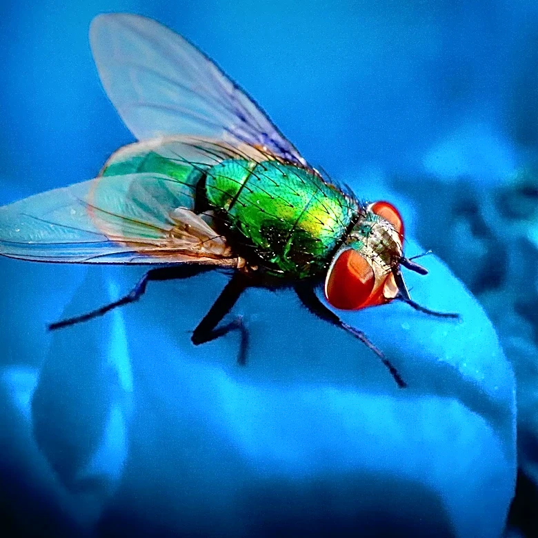 Flies Recognized as Key Pollinators and Allies in Agriculture