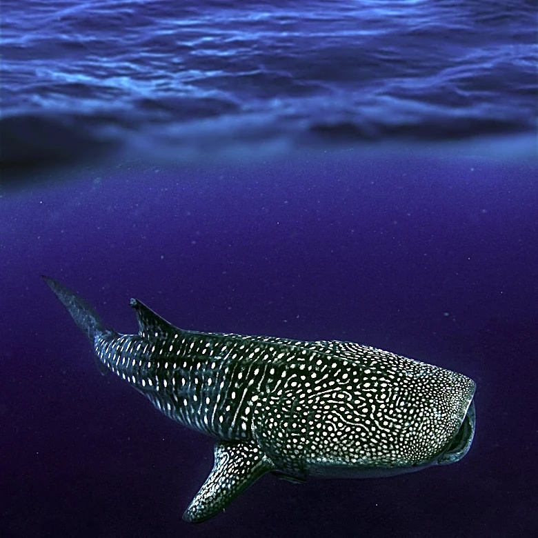 Whale Shark Population Decline Raises Conservation Concerns