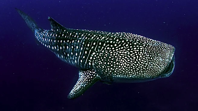 Whale Shark Population Decline Raises Conservation Concerns