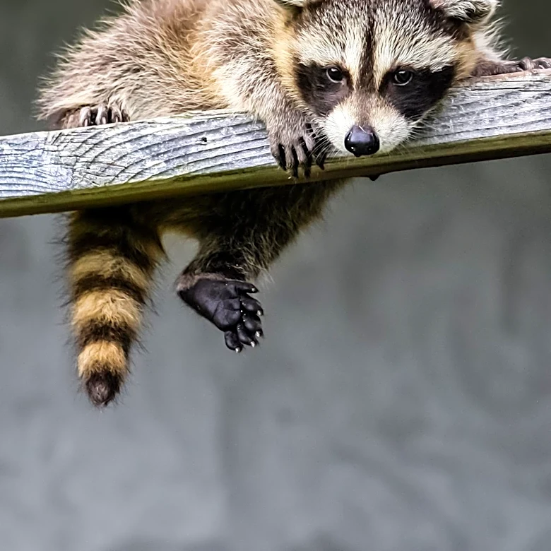 Raccoons Rescued from Winslow Police Dumpster After Unusual Intrusion
