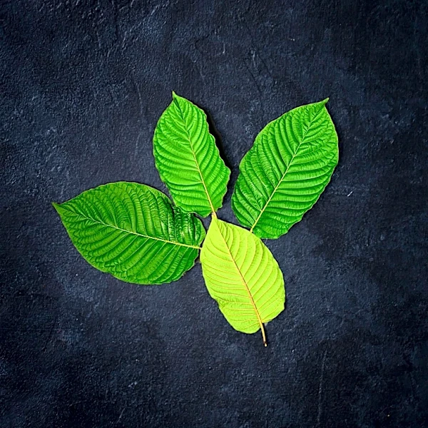 Gov. Armstrong Declares Public Health Emergency to Ban Kratom in North Dakota