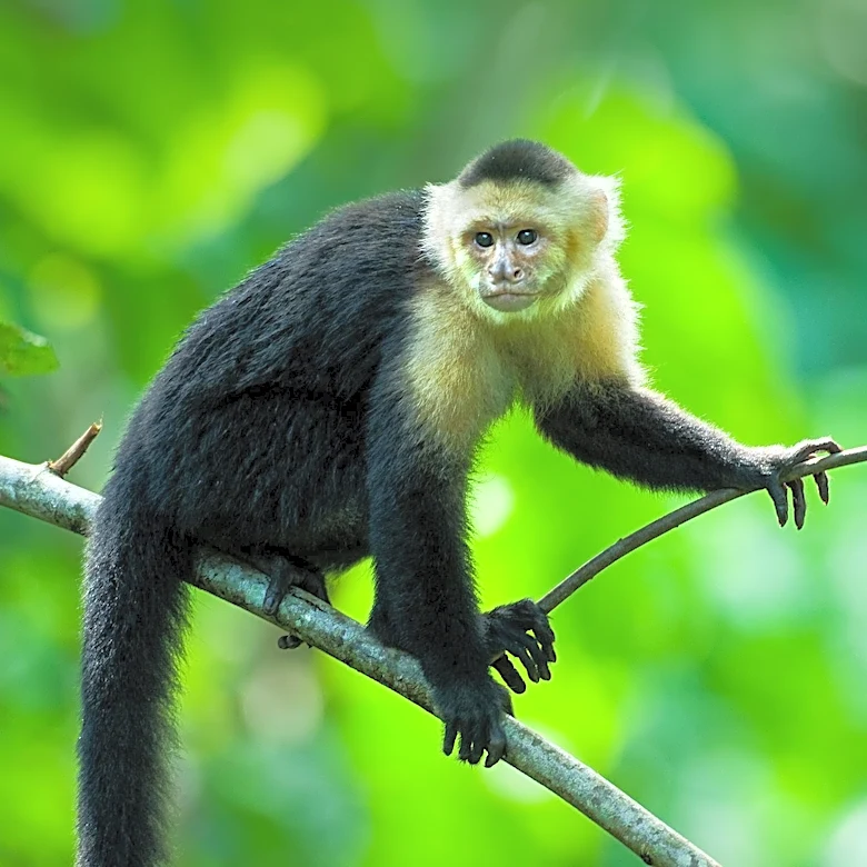 Capuchin Monkeys in Costa Rica Use AI Touchscreen for Cognitive Testing