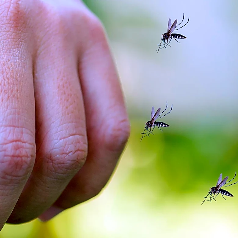 Rhode Island Increases West Nile Virus Risk Level Amid Mosquito Detections