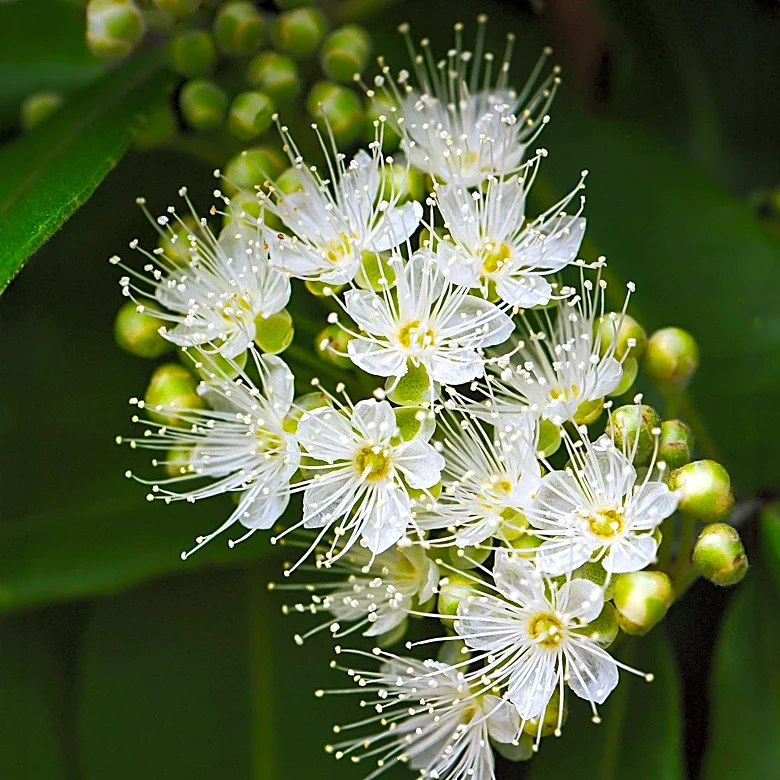Idesia Polycarpa Pollen Viability Study Enhances Breeding Programs