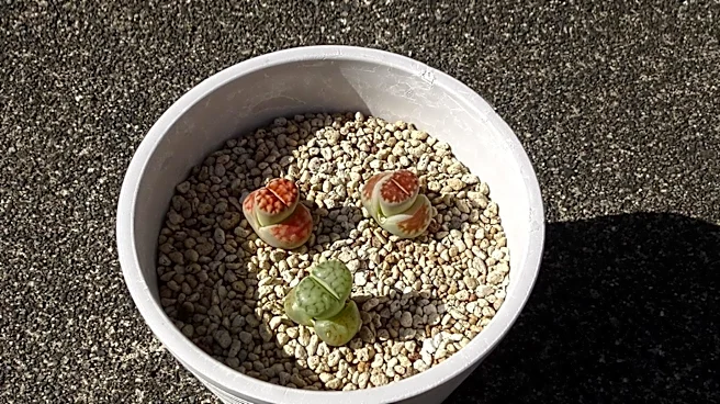 Critically Endangered Lithops Werneri Faces Threats in Namibia