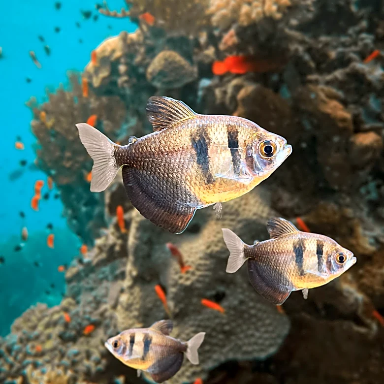 Great Lakes Fish Populations Rebound Due to Conservation Efforts