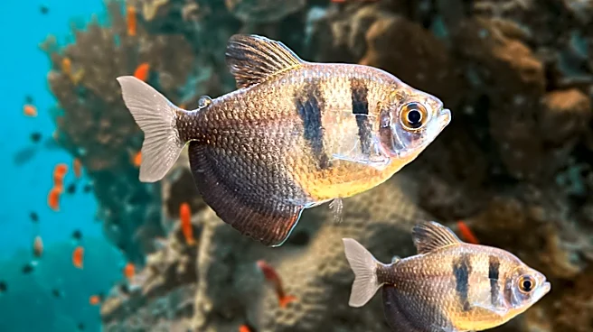 Great Lakes Fish Populations Rebound Due to Conservation Efforts