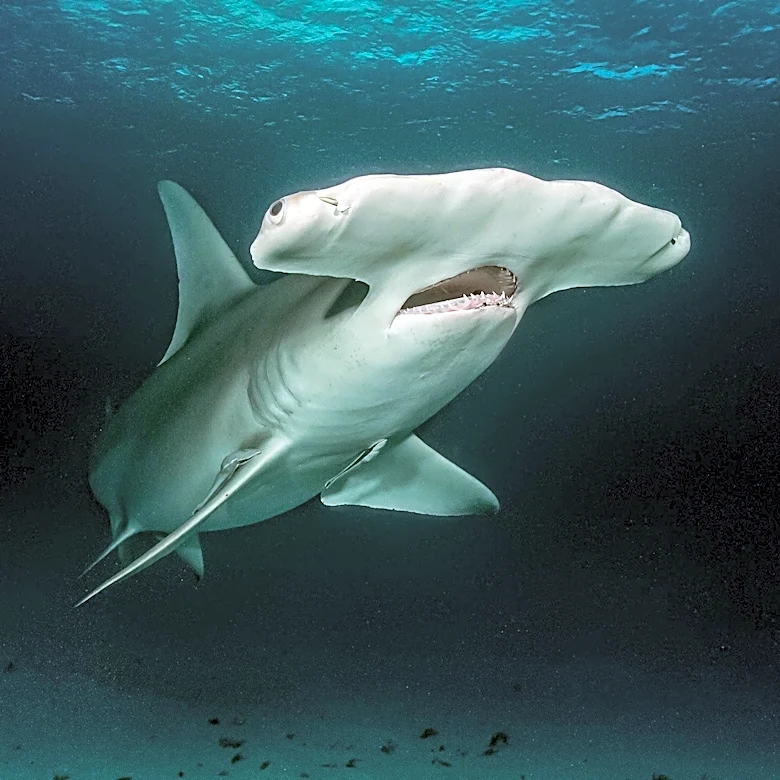 Massive Hammerhead Shark Washes Up on North Carolina Beach