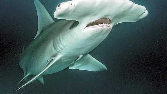 Massive Hammerhead Shark Washes Up on North Carolina Beach