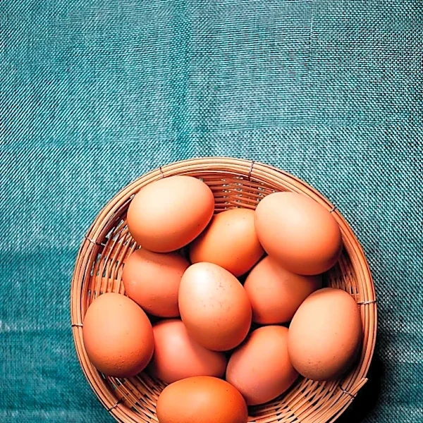 Study Reveals Bio-Eggs Have Higher CO2 Emissions Than Caged Eggs