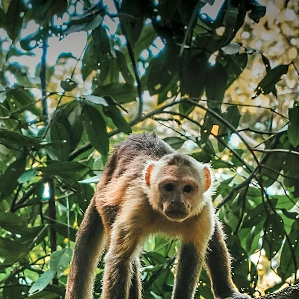 AI Touchscreen in Costa Rica Forest Engages Capuchin Monkeys for Cognitive Study