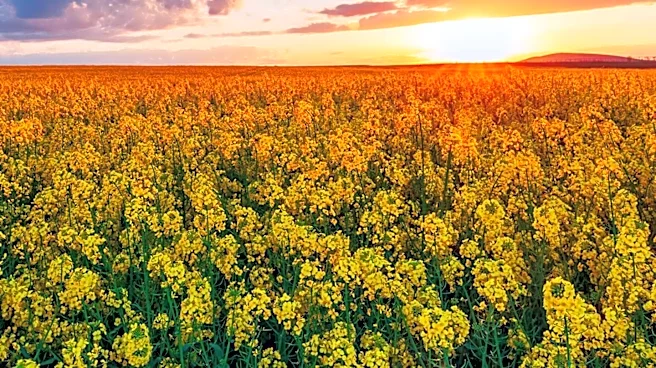CAPSHA Innovation Challenge Offers Grants for Agricultural Partnerships