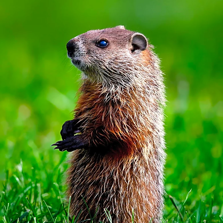Rabid Groundhog Attack in Atlantic County Prompts Health Alert