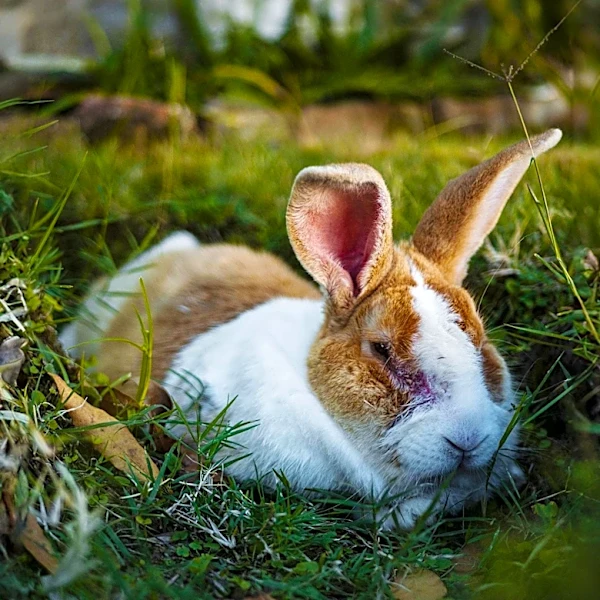 New York Health Officials Report Probable Cases of 'Rabbit Fever' on Long Island