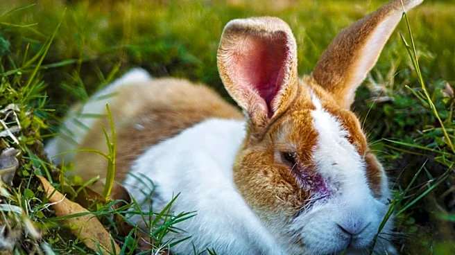 New York Health Officials Report Probable Cases of 'Rabbit Fever' on Long Island