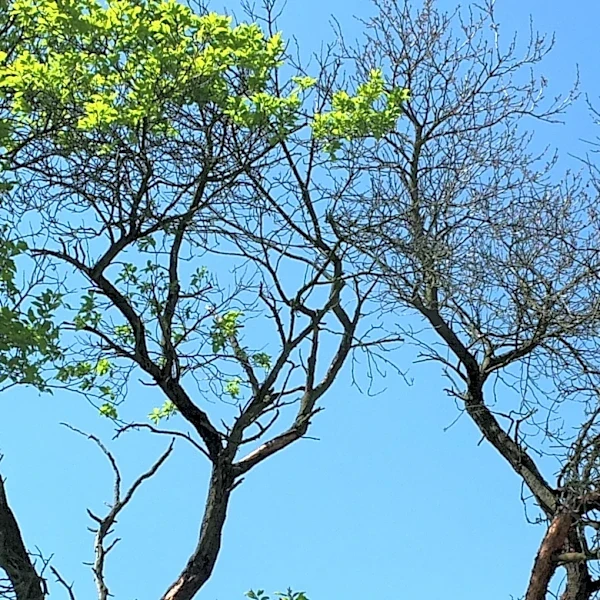 Washoe County Investigates Tree Poisoning at Burnt Cedar Beach