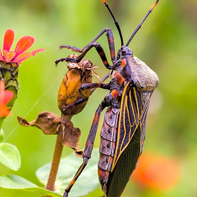 Hawaiian Insect Rediscovery Sparks Hope for Endangered Species