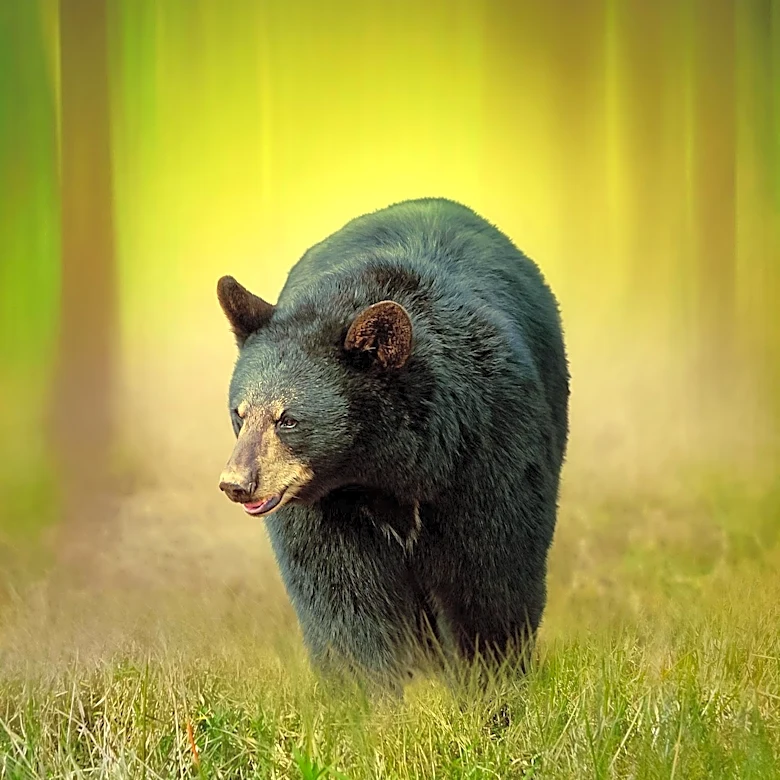 Guidelines for Encountering Black Bears in Maine