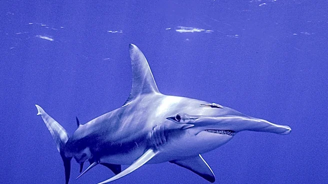 Hammerhead Shark Found Dead on Carolina Beach