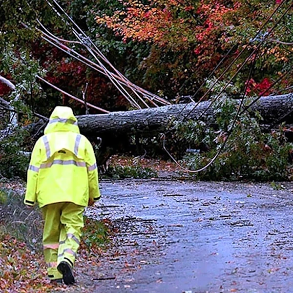 Severe Weather in Plymouth Leads to Fatal Tree Accident