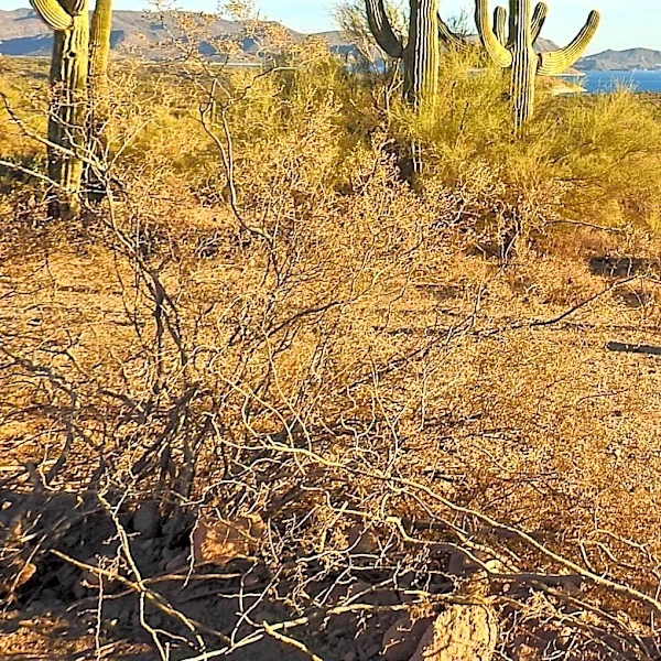 Extreme Heat Warnings Issued Across Southwest U.S., Affecting Millions