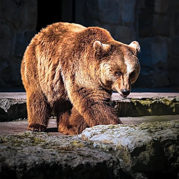 Bear Caught on Camera Cooling Off in California Homeowner's Spa Amid Heatwave