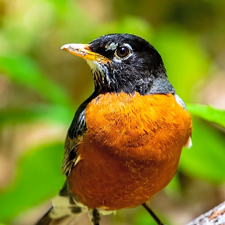 Migratory Bird Treaty Act Protects American Robin from Consumption