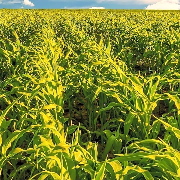 East-Central Nebraska Farmer Reports Moderate Tar Spot Pressure in Corn