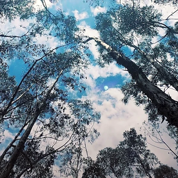 Victoria's Mountain Ash Forest Experiment Reveals Ecological Benefits of Thinning