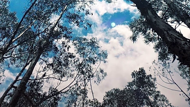Victoria's Mountain Ash Forest Experiment Reveals Ecological Benefits of Thinning