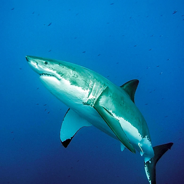 Great White Shark's Unusual Southward Migration Puzzles Scientists