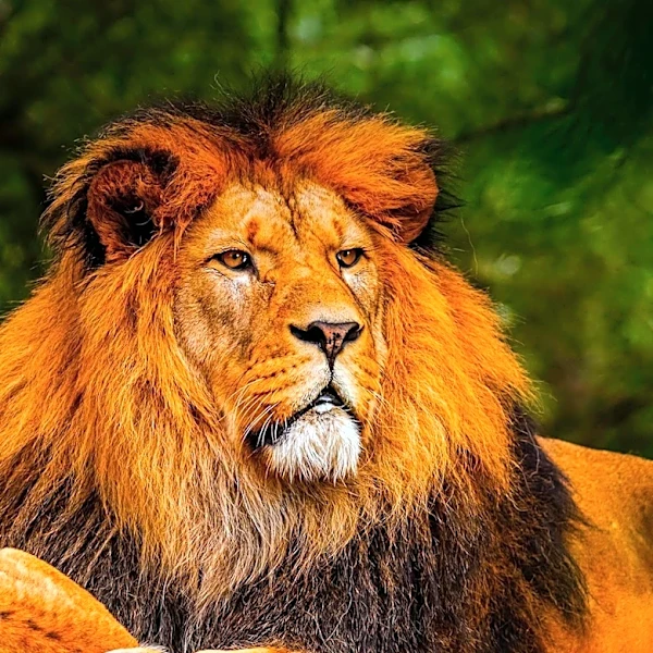 Three Lions Die of Suspected Heatstroke at Tokyo Zoo Amid Japan's Heatwave