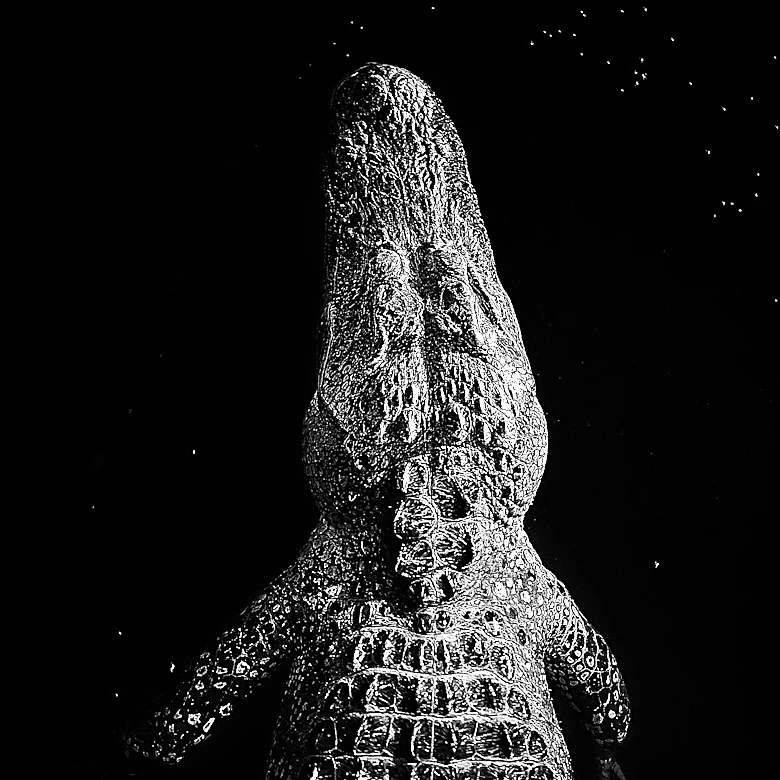 Court Blocks Israeli Plan to Use Crocodiles for Prison Security