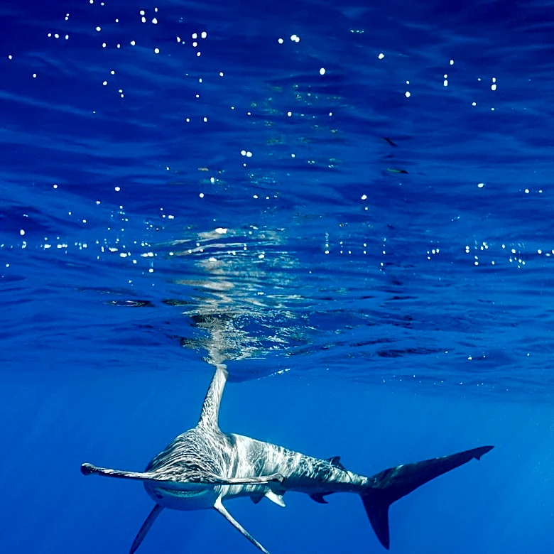 14-Foot Hammerhead Shark Found Dead on North Carolina Beach