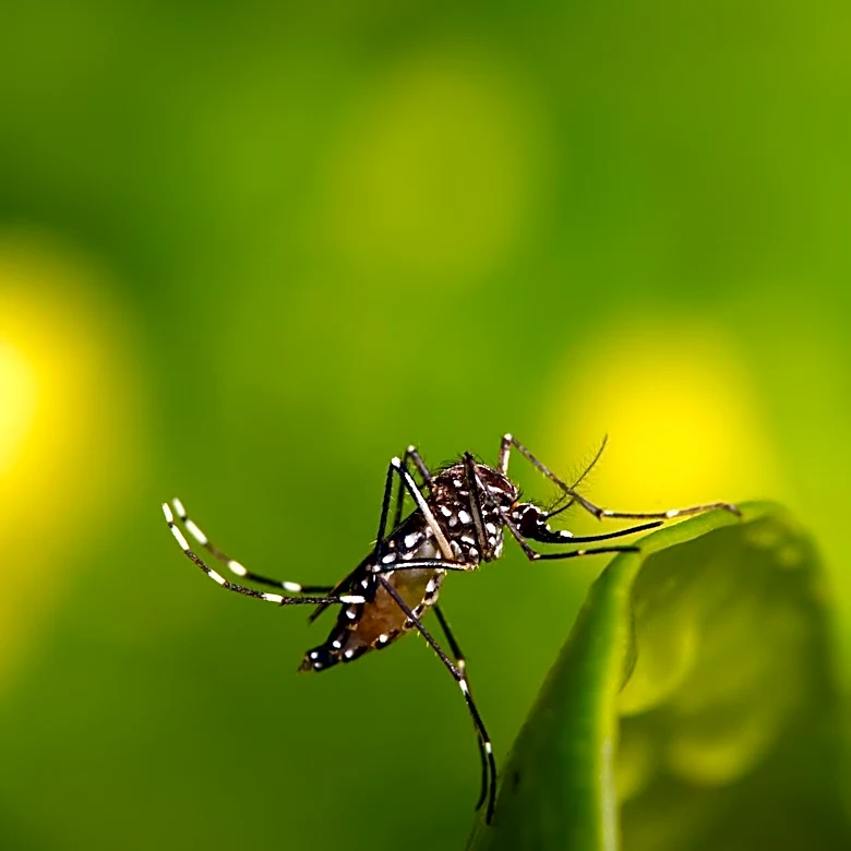 France Faces Rise in Tropical Diseases Due to Mosquito Spread
