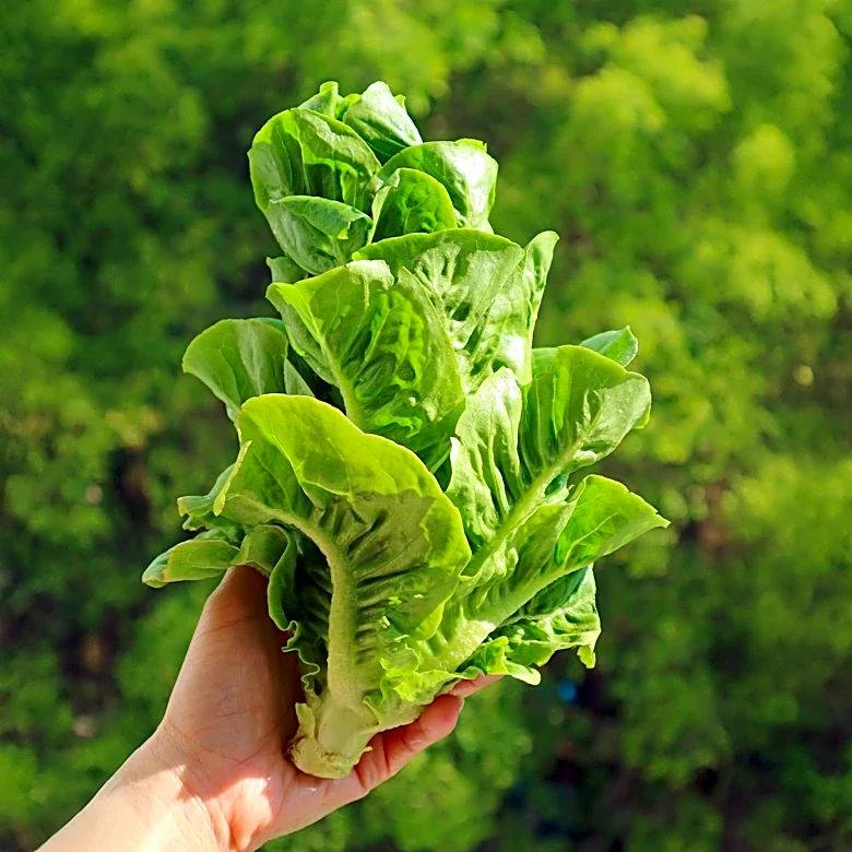 U.S. Faces Health Alert Over Cyclospora Outbreak from Contaminated Lettuce