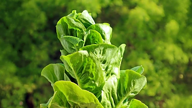 U.S. Faces Health Alert Over Cyclospora Outbreak from Contaminated Lettuce