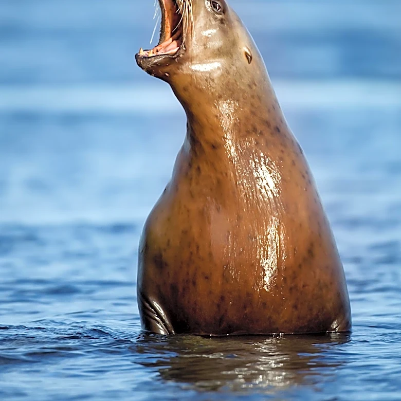 Teen Wrongly Accused of Sea Lion Attack Faces Online Harassment