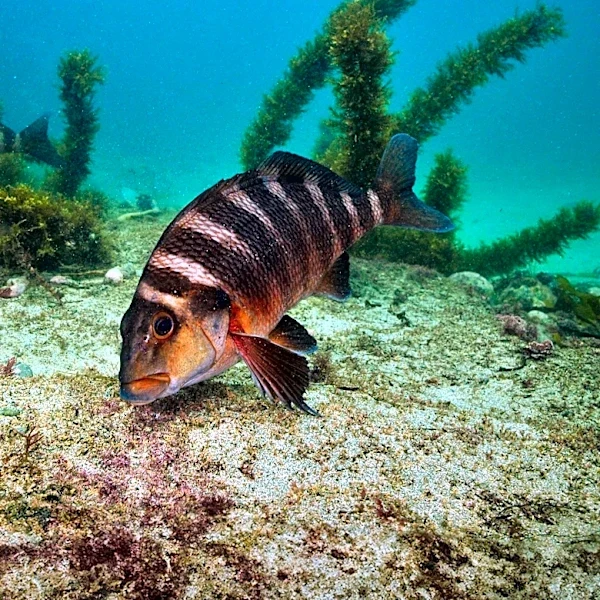 Native Great Lakes Fish Populations Rebound Amid Environmental Efforts