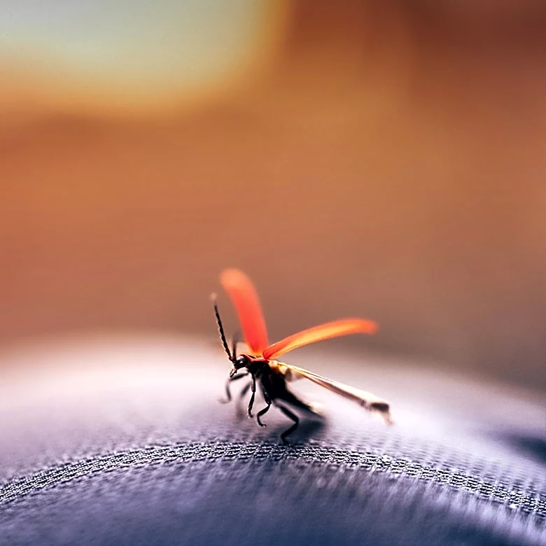 Senators Fetterman and McCormick Introduce Bill to Combat Spotted Lanternflies in Pennsylvania