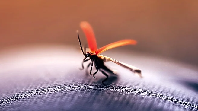 Senators Fetterman and McCormick Introduce Bill to Combat Spotted Lanternflies in Pennsylvania