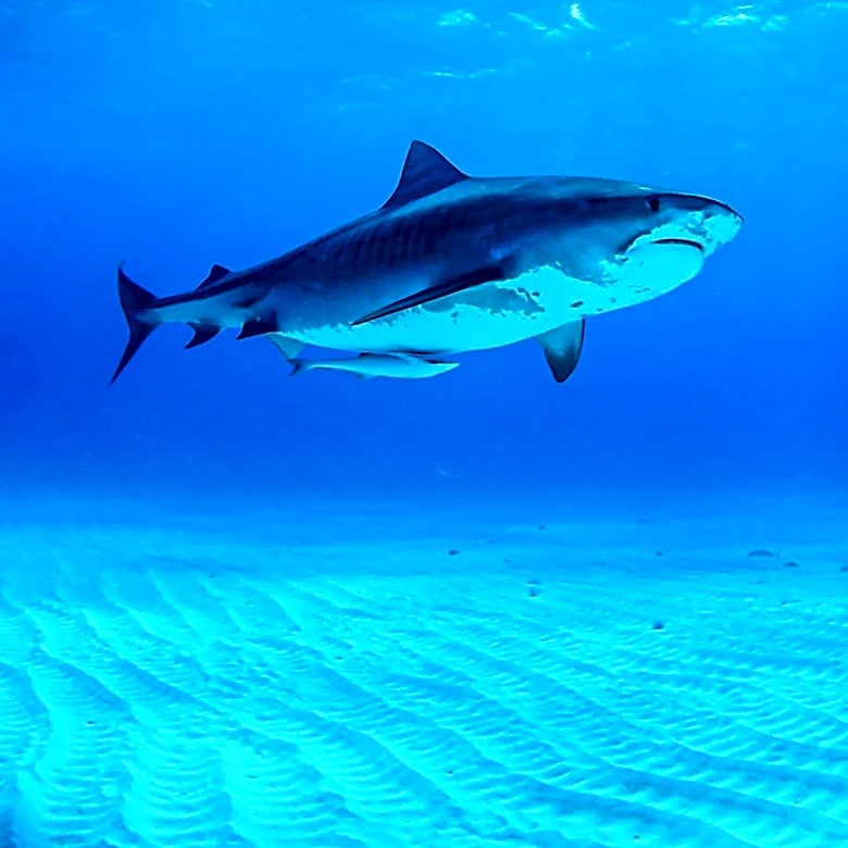 Tiger Shark Caught Off Massachusetts Signals Warming Waters