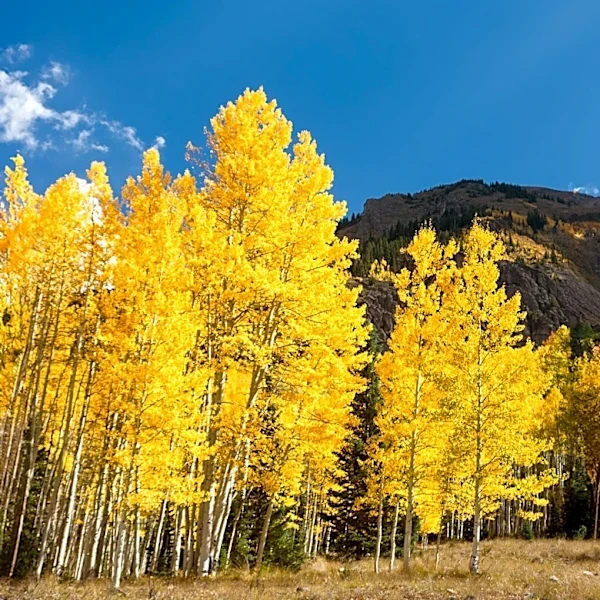 Aspen Trees Offer Natural Firebreaks Amid Intensifying Wildfire Seasons