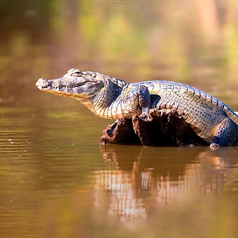 Israeli Court Blocks Ben Gvir's Crocodile Prison Plan Amid Animal Rights Concerns