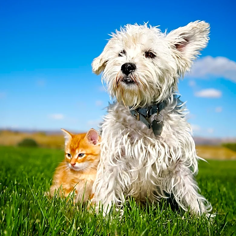 Prowers County Offers Low-Cost Spay and Neuter Event to Support Pet Owners