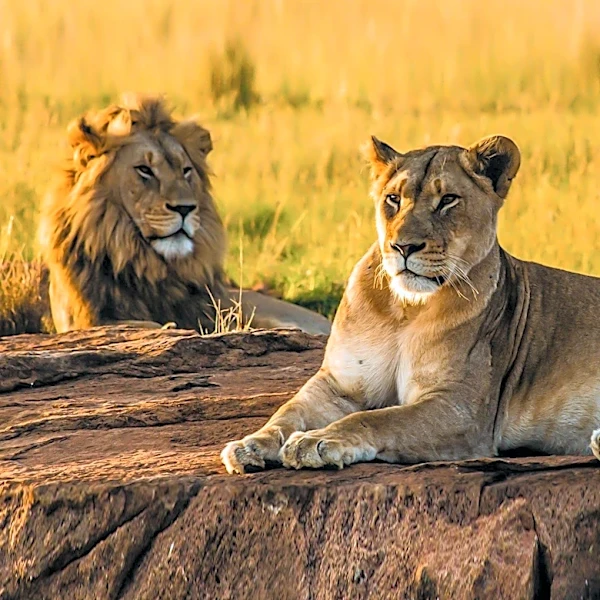 Tokyo Zoo Lions Die Amid Record Heatwave, Highlighting Climate Change Impact